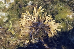 Fucus serratus