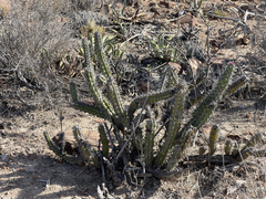 Stenocereus gummosus