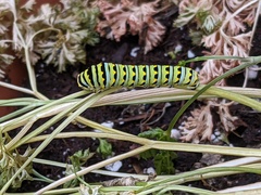 Papilio polyxenes asterius
