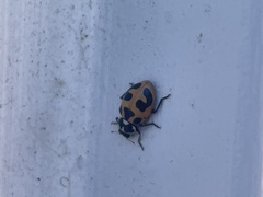 Hippodamia parenthesis