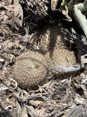 Mammillaria brandegeei
