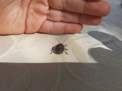 Rhaphigaster nebulosa