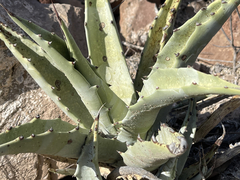 Agave cerulata