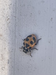 Hippodamia parenthesis