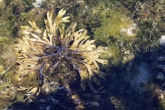 Fucus serratus