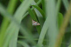 Petrophila jaliscalis