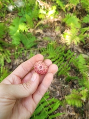 Amphibolips quercusjuglans