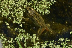 Rana luteiventris