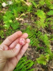 Amphibolips quercusjuglans