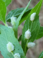 Blaesodiplosis