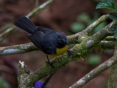 Myioborus miniatus