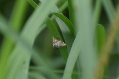 Petrophila jaliscalis
