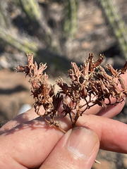 Dudleya albiflora