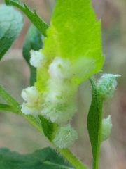 Blaesodiplosis