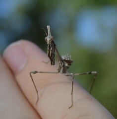 Empusa fasciata