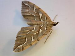 Chalastra aristarcha