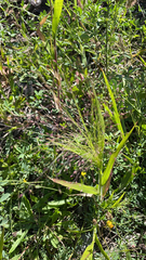 Panicum capillare