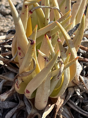 Dudleya albiflora