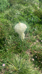 Xerophyllum tenax