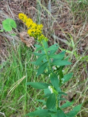 Blaesodiplosis