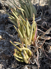 Dudleya albiflora