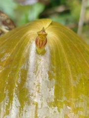 Pleurothallis matudana