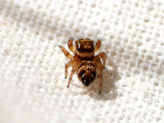Evarcha arcuata