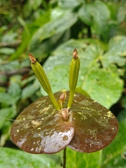 Pleurothallis matudana