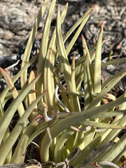 Dudleya albiflora