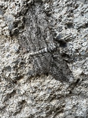 Anavitrinella pampinaria
