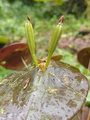 Pleurothallis matudana