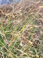 Agrostis scabra