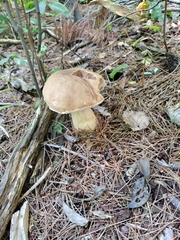 Tylopilus felleus
