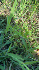 Oxalis dillenii