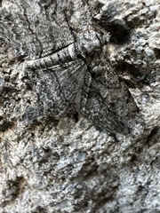 Anavitrinella pampinaria