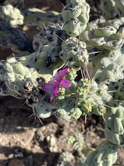 Cylindropuntia cholla