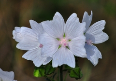Malva moschata