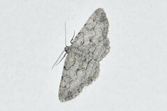 Anavitrinella pampinaria