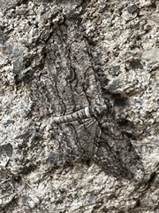 Anavitrinella pampinaria