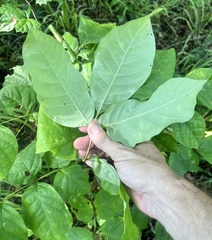 Fraxinus biltmoreana