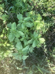 Acalypha ostryifolia