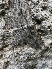 Anavitrinella pampinaria