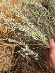Artemisia frigida