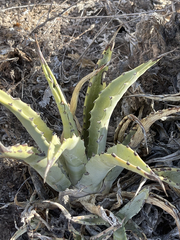 Agave cerulata