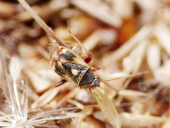 Polymerus brevicornis