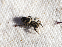 Salticus