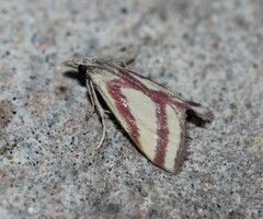 Microtheoris vibicalis