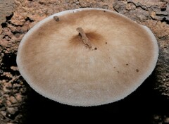 Pluteus
