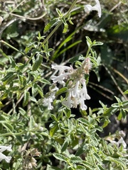 Stachys annua