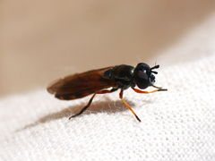 Pyrophaena granditarsis